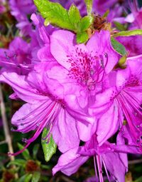 Close-up of pink flowers