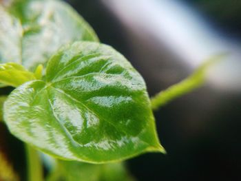 Close-up of fresh green plant