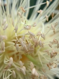 High angle view of flowering plant
