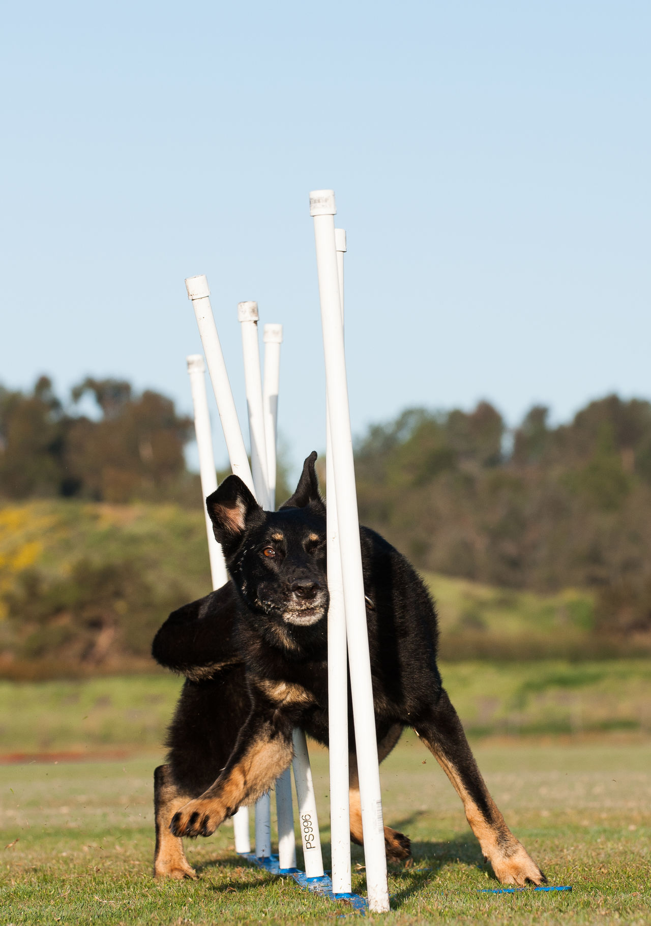 Weave poles