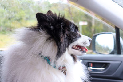 Close-up of dog in car