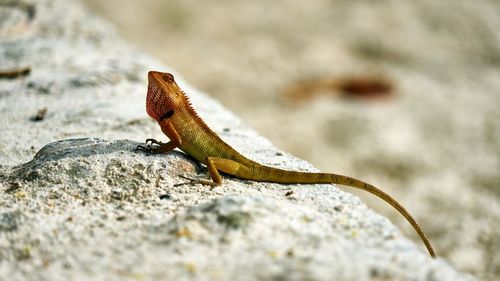 Close-up of lizard on rock