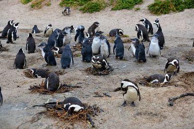 High angle view of pigeons on beach