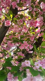 Close-up of pink flowers