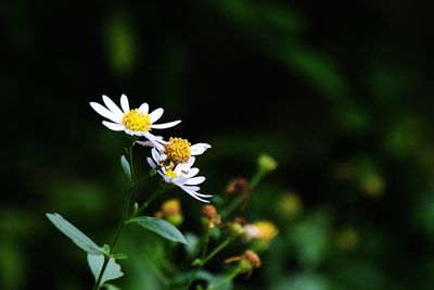 Close-up of white flowering plant