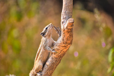 Close-up of lizard on tree trunk