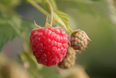 Close-up of strawberry on plant