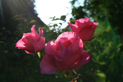 Close-up of pink flowers