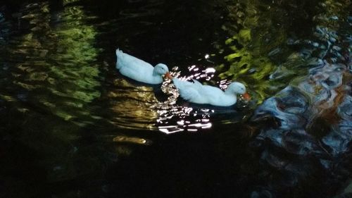 High angle view of ducks in water