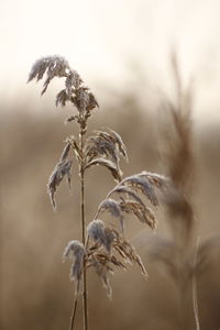 Close-up of dry plant on field against sky