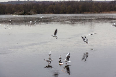 Birds flying over a frozen lake against sky during the winter months 