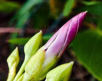 Close-up of pink flowering plant