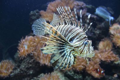 Lionfish swimming in sea