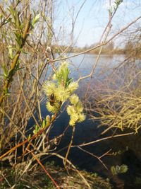 Plants growing on tree