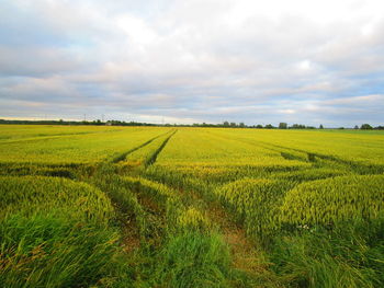 Scenic view of agricultural field against sky