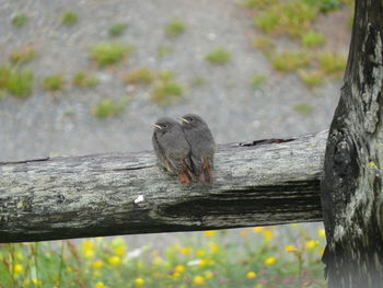 Close-up of bird perching on wooden plank