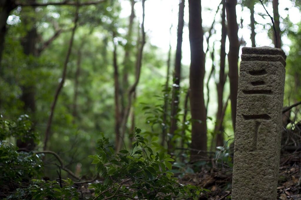 tree, focus on foreground, tree trunk, growth, forest, nature, close-up, plant, tranquility, fence, day, wood - material, selective focus, outdoors, branch, no people, moss, field, grass, green color