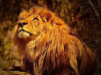 Close-up of turtle in forest