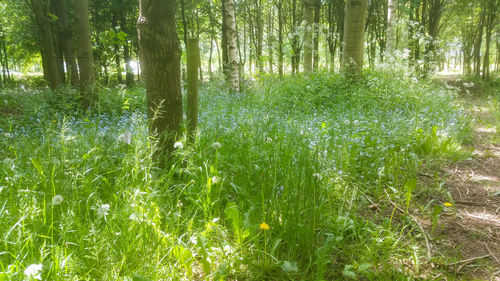 Trees growing in forest