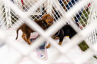 Dog in cage seen through chainlink fence