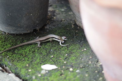 High angle view of lizard