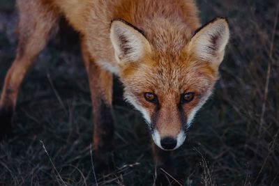 Close-up portrait of a fox