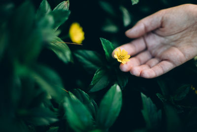 Close-up of hand on yellow flowering plant