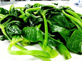 Close-up of fresh green salad