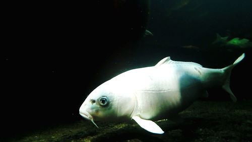 Close-up of fish swimming in aquarium