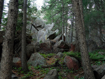 Trees in forest