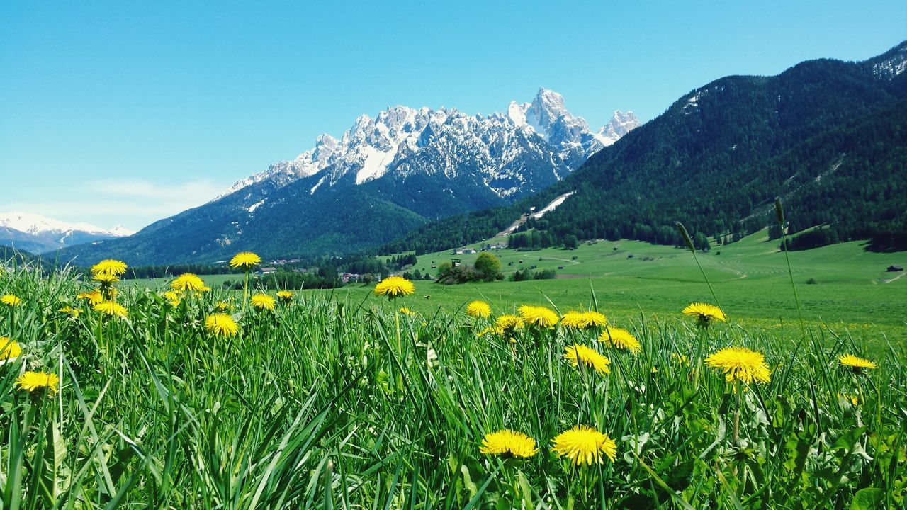 mountain, flower, mountain range, beauty in nature, yellow, landscape, tranquil scene, scenics, growth, freshness, nature, tranquility, field, fragility, sky, plant, wildflower, blooming, non-urban scene, season