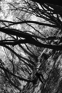 Low angle view of bare trees in forest