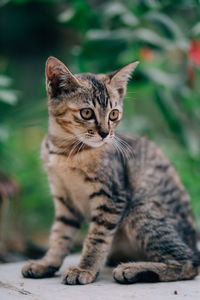 Close-up portrait of tabby cat looking away