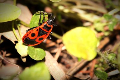 Close-up of red bug on leaf