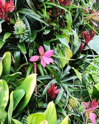 Close-up of plants