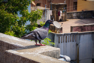 Side view of bird perching on retaining wall