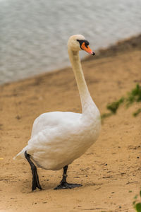 White swan on the beach