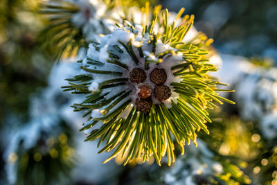 Close-up of flowering plant