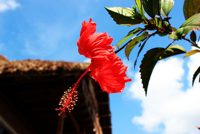 Close-up low angle view of flowers