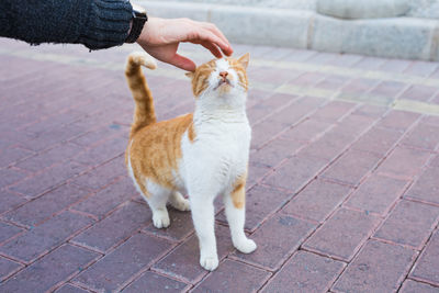 Full length of hand holding cat on street