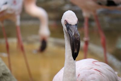 Close-up of birds