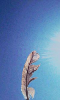 Close-up of lizard against blue sky