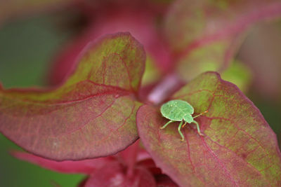 Close-up of leaves