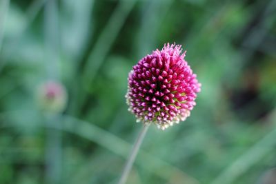 Close-up of pink flower