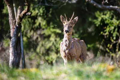 Portrait of deer