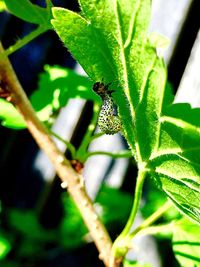 Close-up of spider on plant