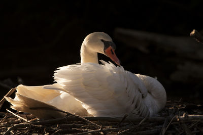 Close-up of swan