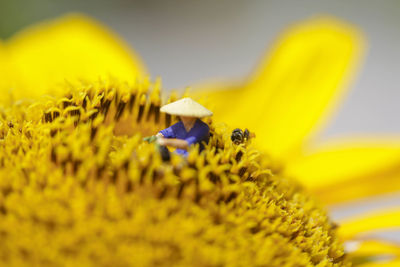 Close-up of yellow flowering plant