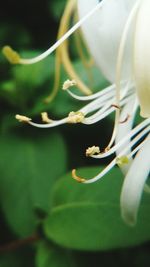 Close-up of flower against blurred background