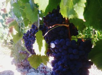 Close-up of grapes hanging on vine